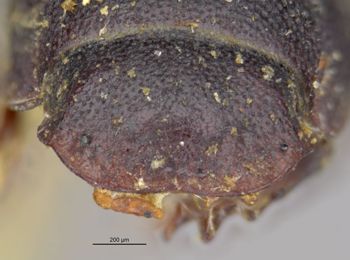 Media type: image;   Entomology 8359 Aspect: head frontal view